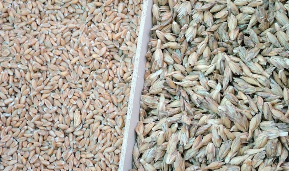 ¿Qué es la espelta? El grano aliado de tu dieta