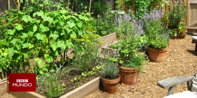 7 claves para empezar un huerto en casa (incluso si tienes poco espacio)