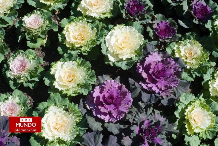 La familia que produce miles de kilos de comida en el patio de su casa