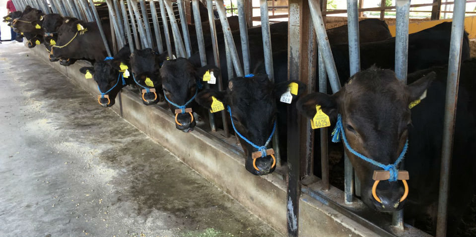 Verdades y mentiras del Kobe: la carne más cara del mundo