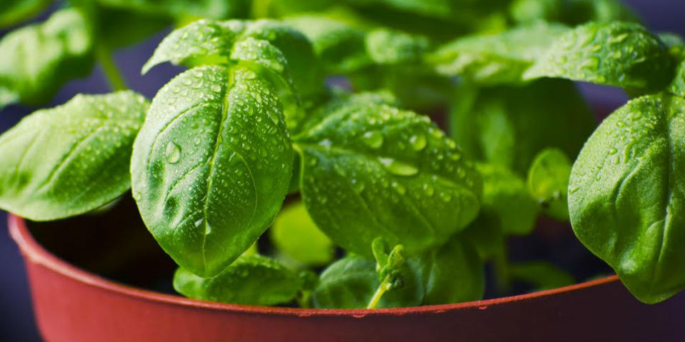 Seis tips increíbles para cosechar hierbas aromáticas en casa