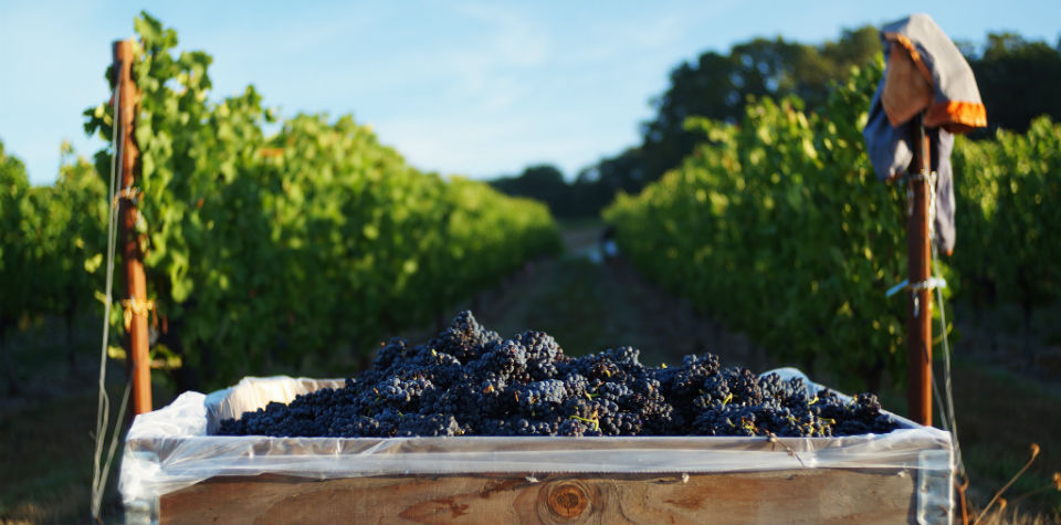 #CuriosaDeBaco Buenos y elegantes Pinot Noir