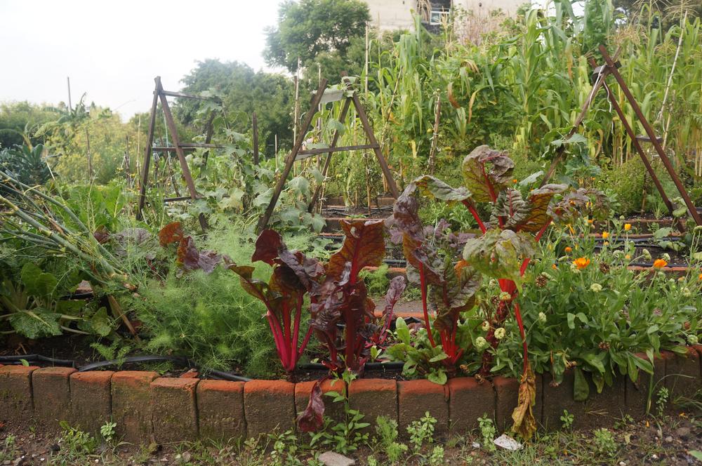Cosecha tu propia comida en el Huerto Tlatelolco
