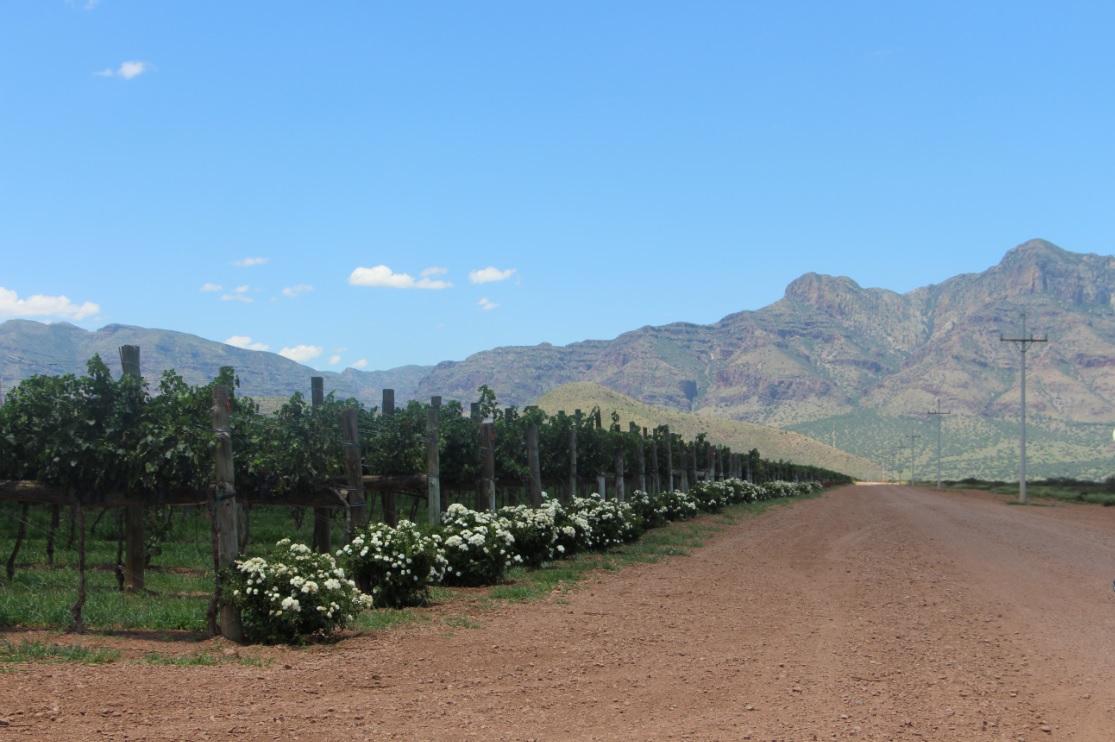 Chihuahua también sabe a vino: Hacienda Encinillas, la vinícola más grande del estado