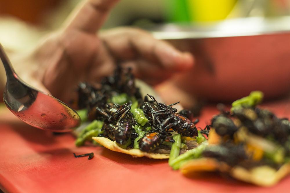 Cómo comer insectos mexicanos y enamorarse de ellos