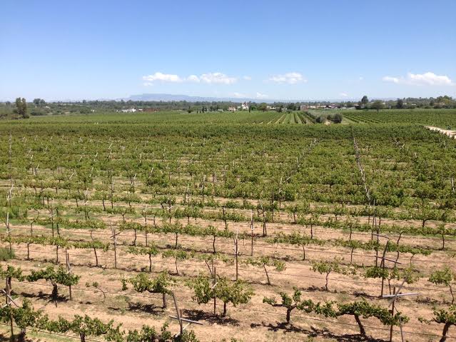 Viñedos Cuna de Tierra: Guanajuato también es zona vinícola