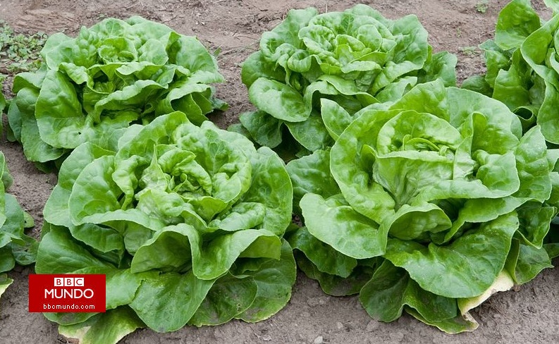 Cómo debes lavar las verduras y hortalizas para prevenir infecciones o intoxicaciones alimentarias