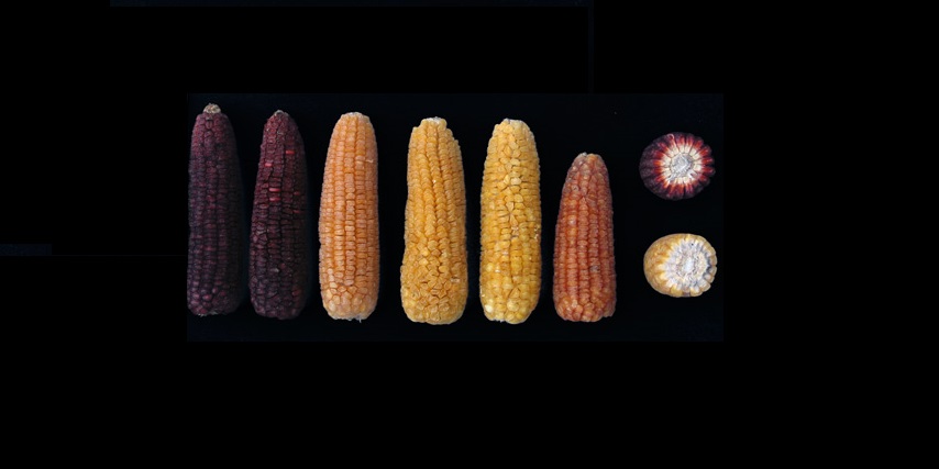 #MéxicoDeMaíz Las 15 razas de maíz del centro de México