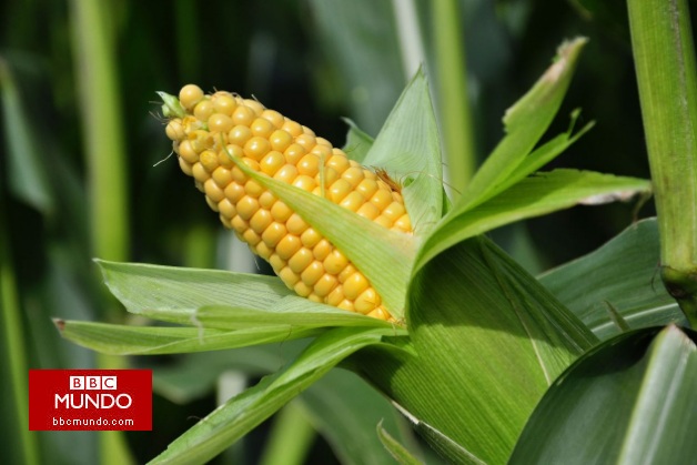 ¿Por qué 107 premios Nobel se enfrentan a Greenpeace?