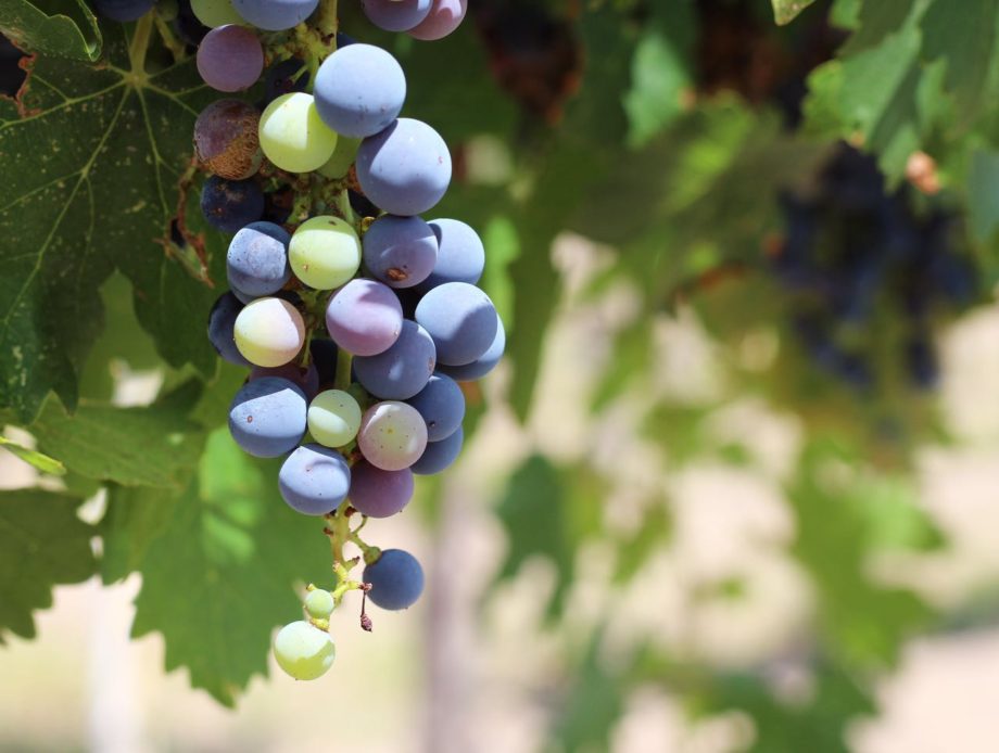 Vendimia 2016: las fiestas en Baja California, Querétaro y Guanajuato