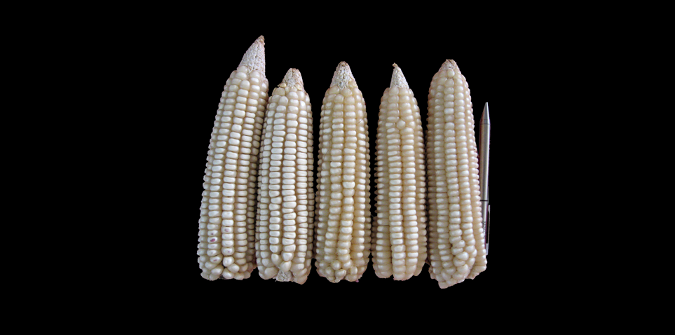 #MéxicoDeMaíz Las razas tropicales de maduración temprana