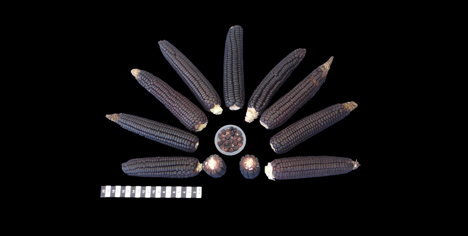 #MéxicoDeMaíz Las razas de maíz de la Sierra Madre Occidental