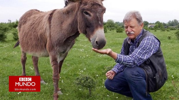El queso más caro del mundo está hecho de leche de...