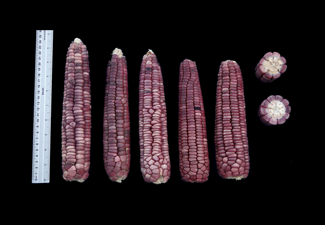 #MéxicoDeMaíz Las razas del occidente de México