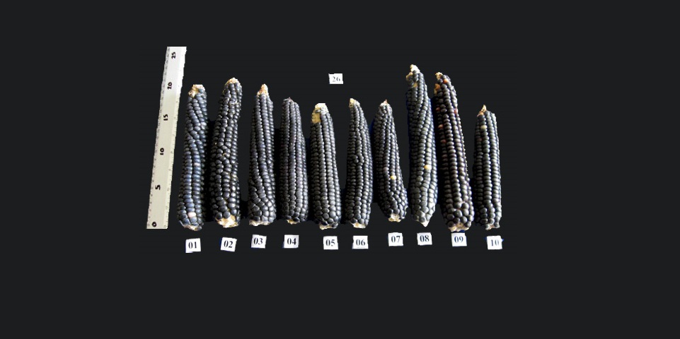 #MéxicoDeMaíz Los maíces de las partes altas del norte de México