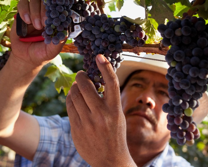 Nación de Vinos: el evento más grande de vino mexicano será en octubre
