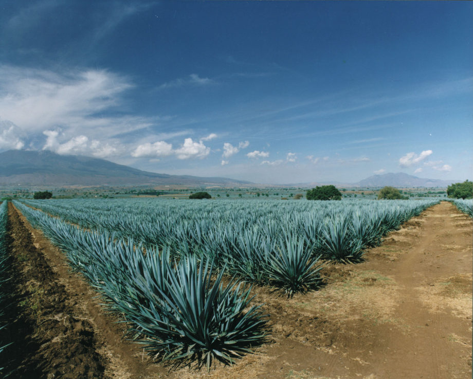 El ABC del Tequila contado por Larousse