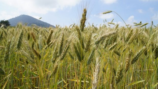 La travesía de un panadero mexicano en busca de ingredientes naturales