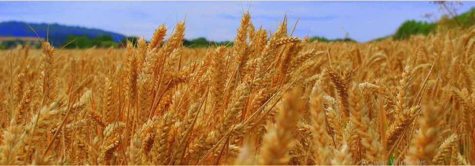 Por qué la mitad de los cultivos mundiales desaparecerá para 2100