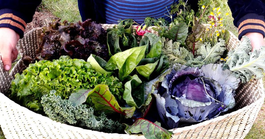Así se cultiva en las chinampas de Xochimilco