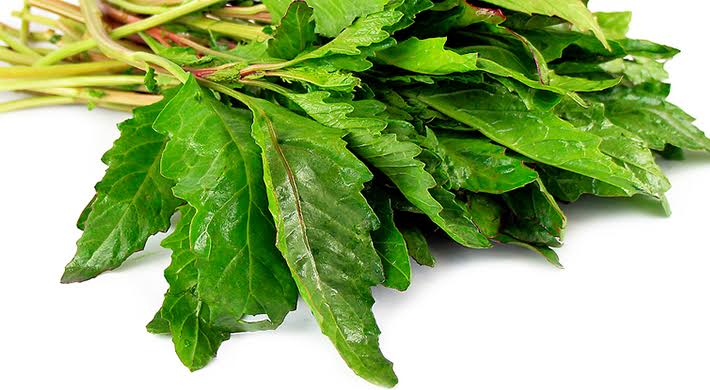 México está perdiendo sus variedades de epazote