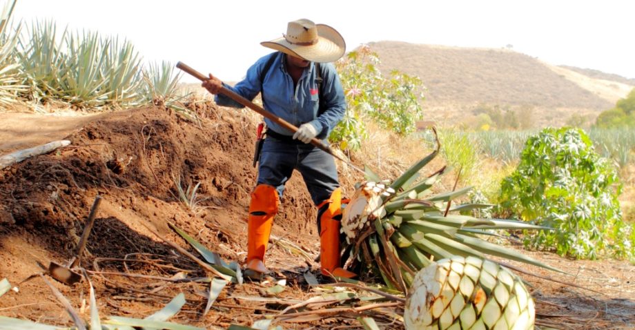 La belleza del oficio de un jimador en los campos de agave para tequila