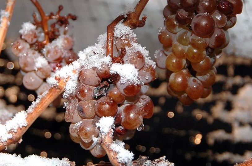 Malas noticias en Francia: el vino francés se congela