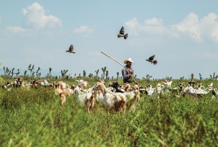 Así llegó el cabrito al noreste de México