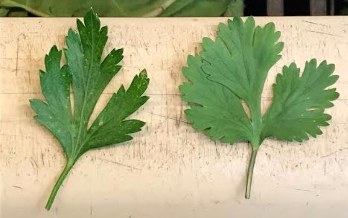 Diferencias entre cilantro y perejil: ¿cuál es cuál?