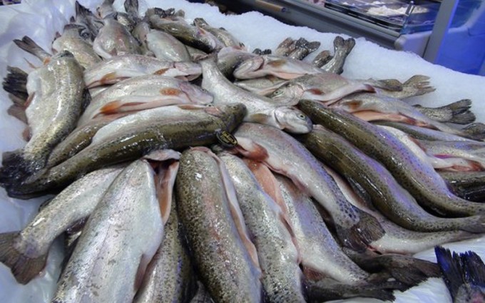 La campaña #PescaPeroBien busca mejorar el futuro de la pesca en México