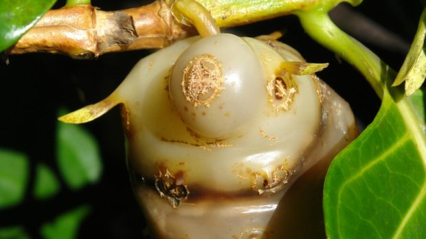 Oda al noni, la fruta mas asquerosa del mundo