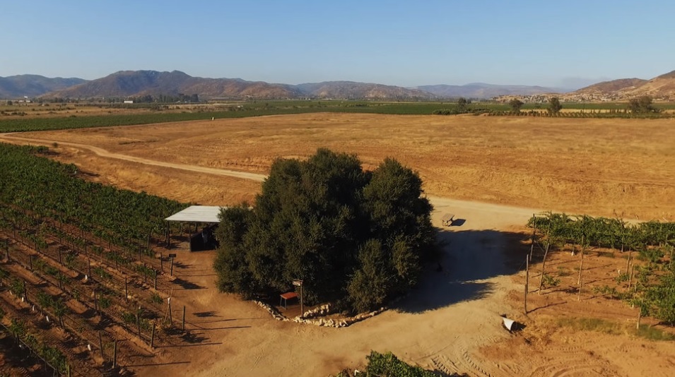 Animalón: comer bajo un árbol de 200 años en Valle de Guadalupe