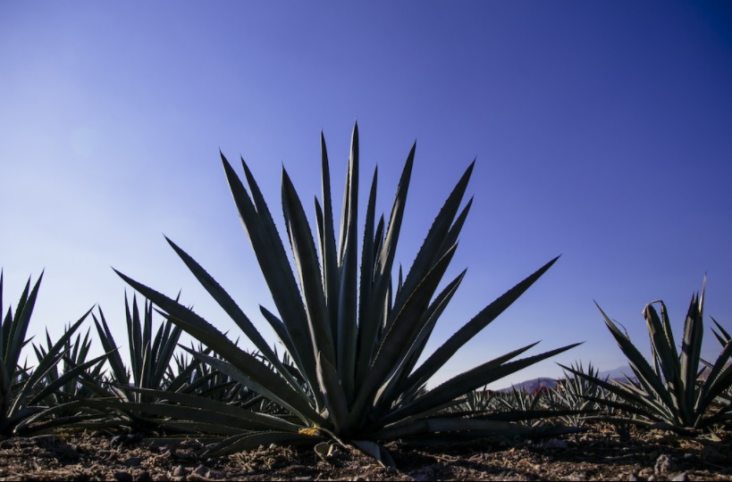 De la A a la Z, el vocabulario básico del mezcal