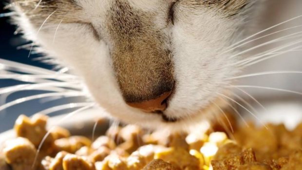 Consiente a tu catlover interno en estos deliciosos cafés gatunos