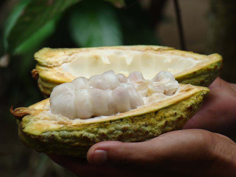 Científicos ya desarrollan una solución para proteger el cacao del cambio climático