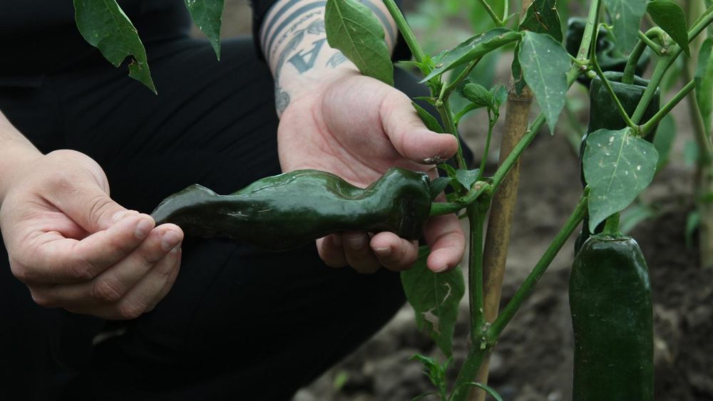 Seguí a un chile en nogada desde el huerto, hasta mi plato