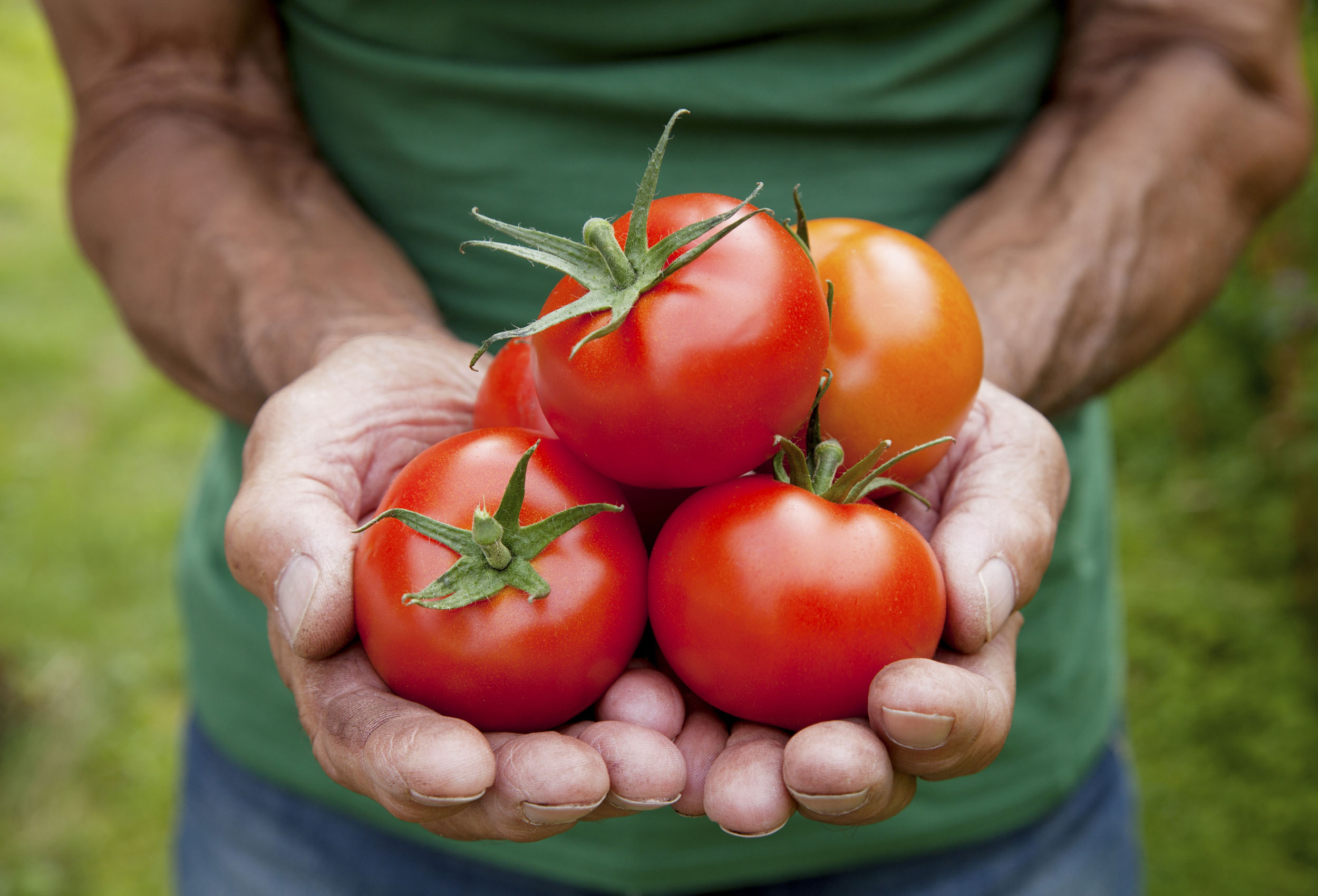 Seis estrategias para crear comidas más sostenibles