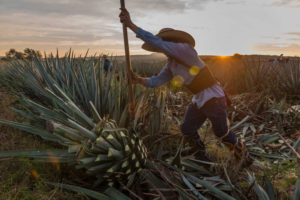 De la tierra a la botella: ¿de qué se hacen nuestras bebidas?
