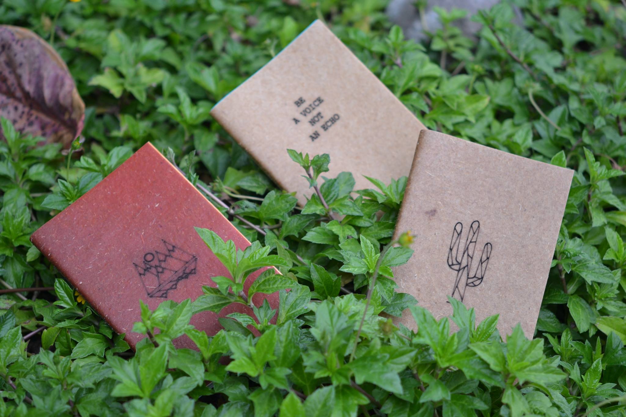 cáscaras de naranja