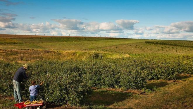 La curiosa historia del fruto capaz de sobrevivir a temperaturas de 40 grados bajo cero en Canadá