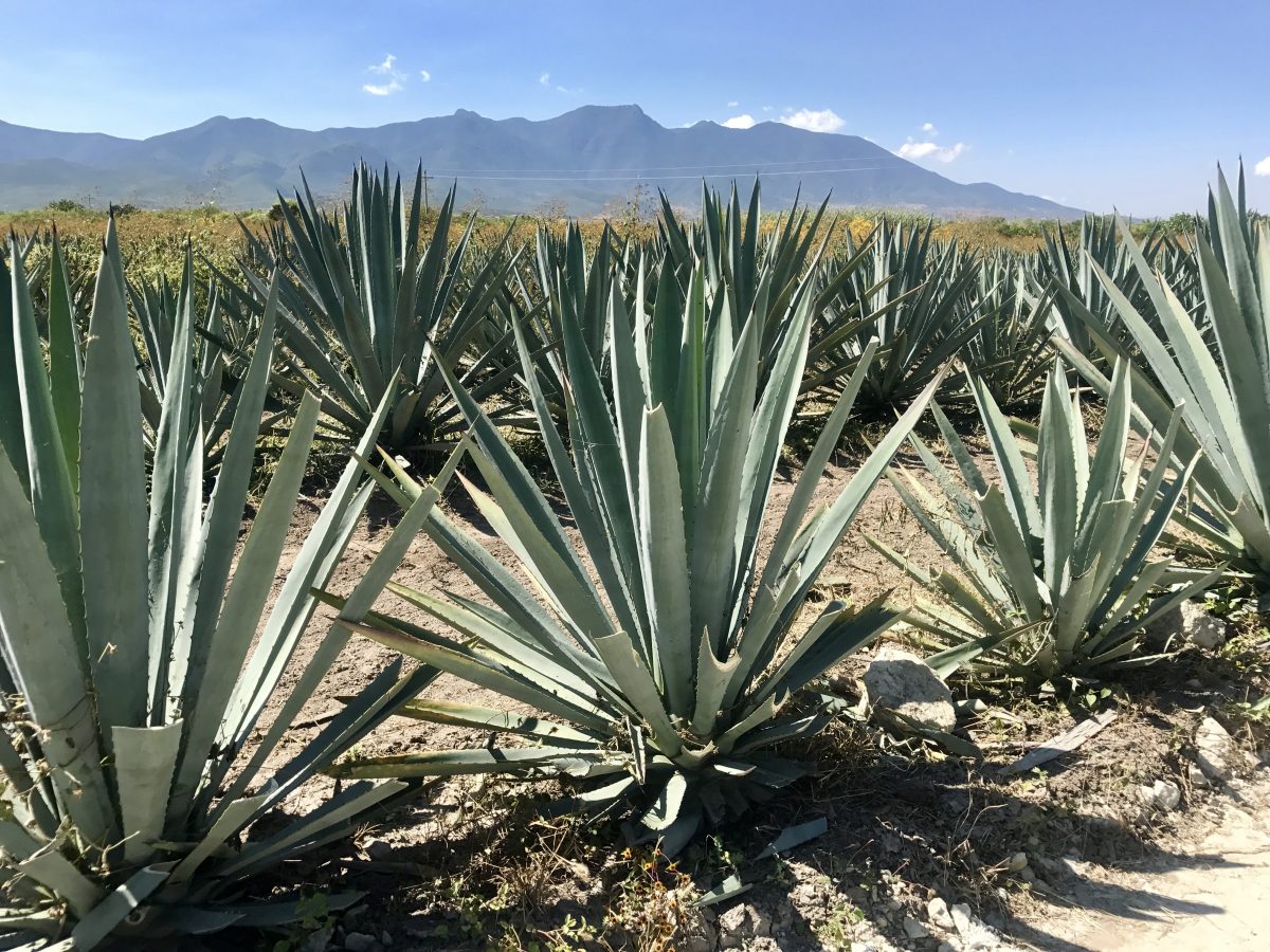 Proyecto Maguey: para tener mezcal hay que cuidar los agaves