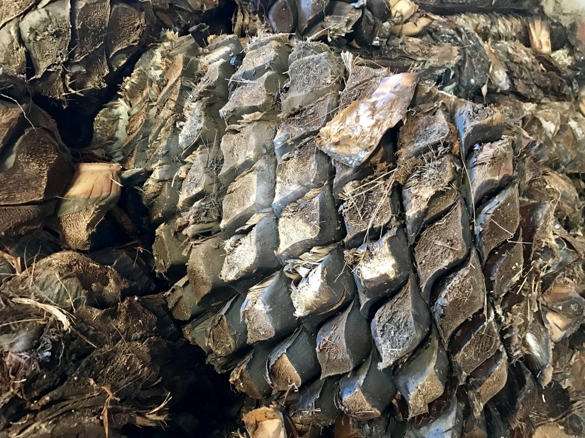 Los tlaxcaltecas ya hacían mezcal desde antes de los españoles, dice un estudio de la UNAM