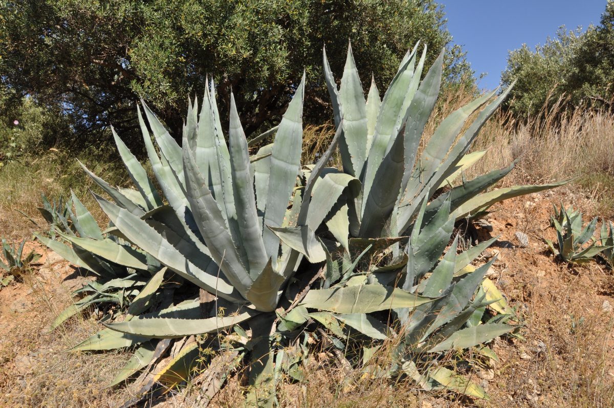 Campos de agave tequilero, ¿en África?
