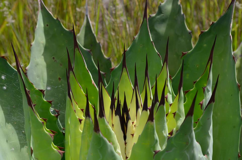 La Logia de los Mezcólatras: catas y foros a favor del mezcal tradicional