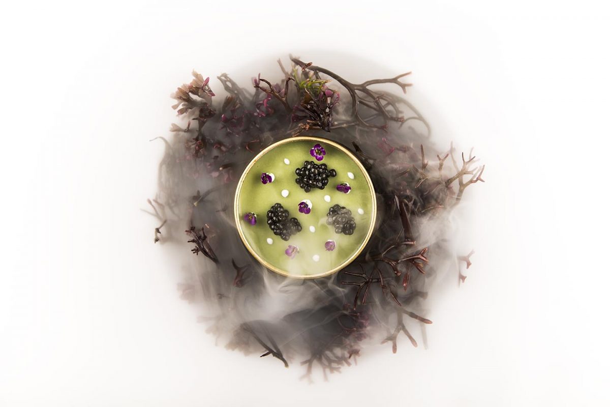 La luz del mar y la investigación del consumo de algas