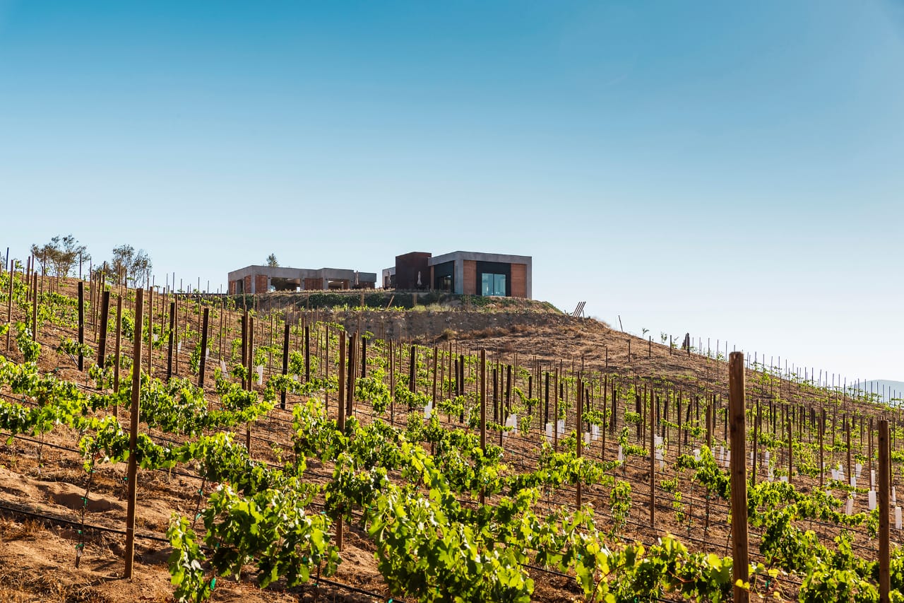 Noviembre en el Valle de Guadalupe: fiestas y buena comida