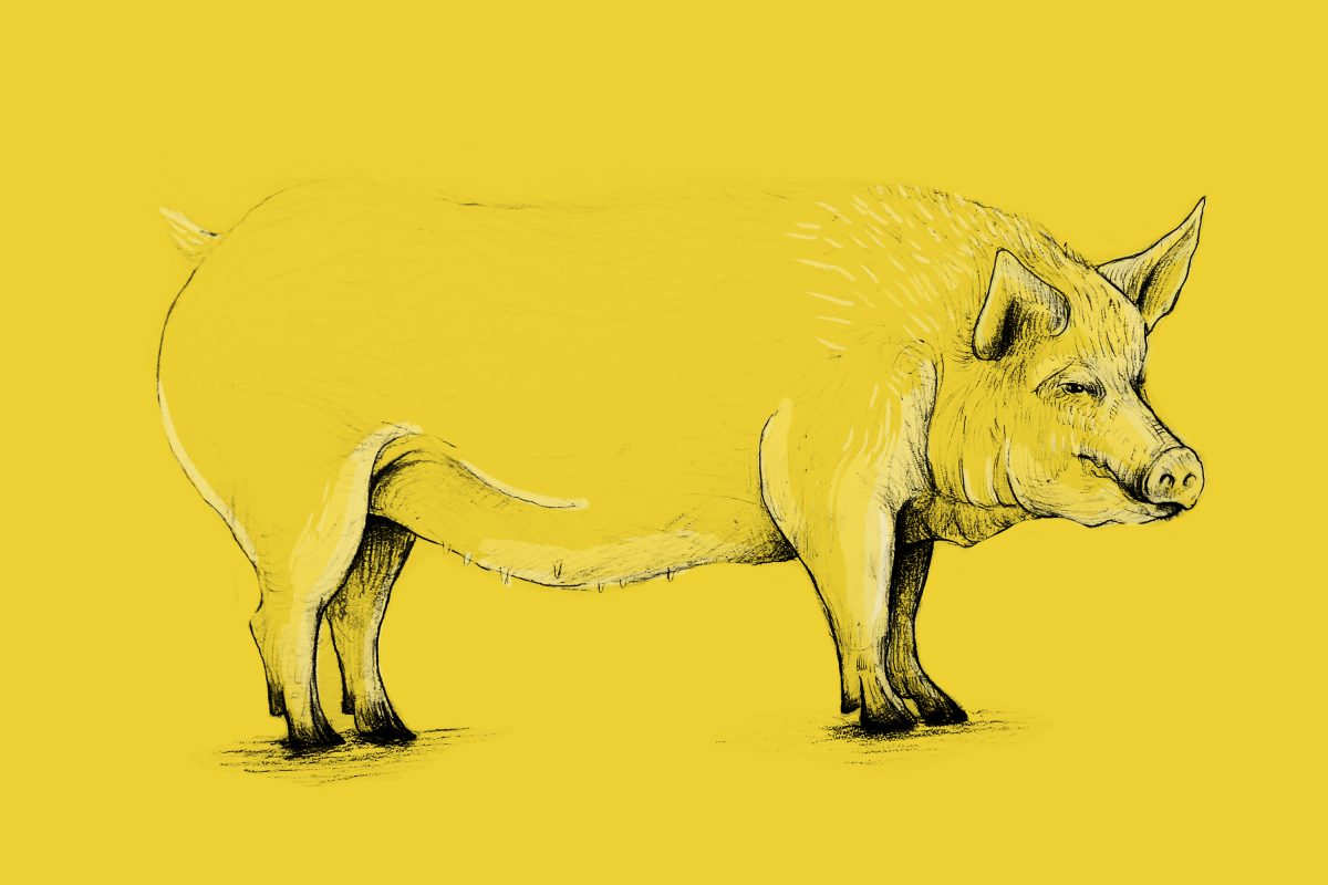 Cuatro expertos opinan: la parte más rica del cerdo es…