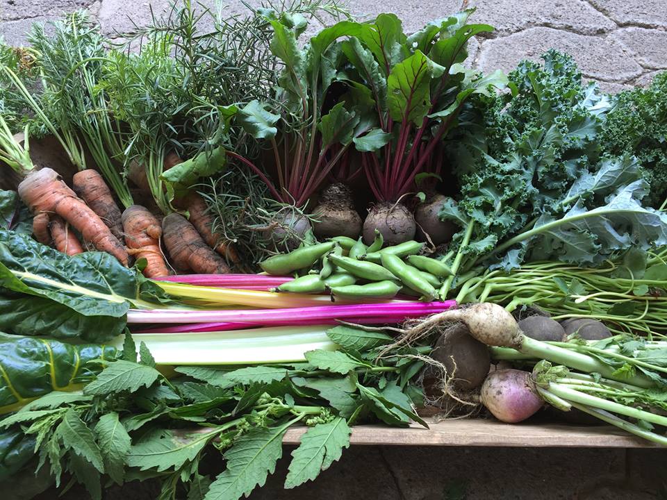 Huerto Roma Verde: seis años de compromiso con la tierra