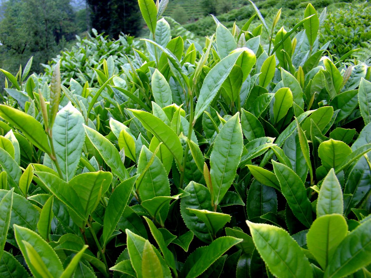 ¡México tiene un proyecto para cultivar té!