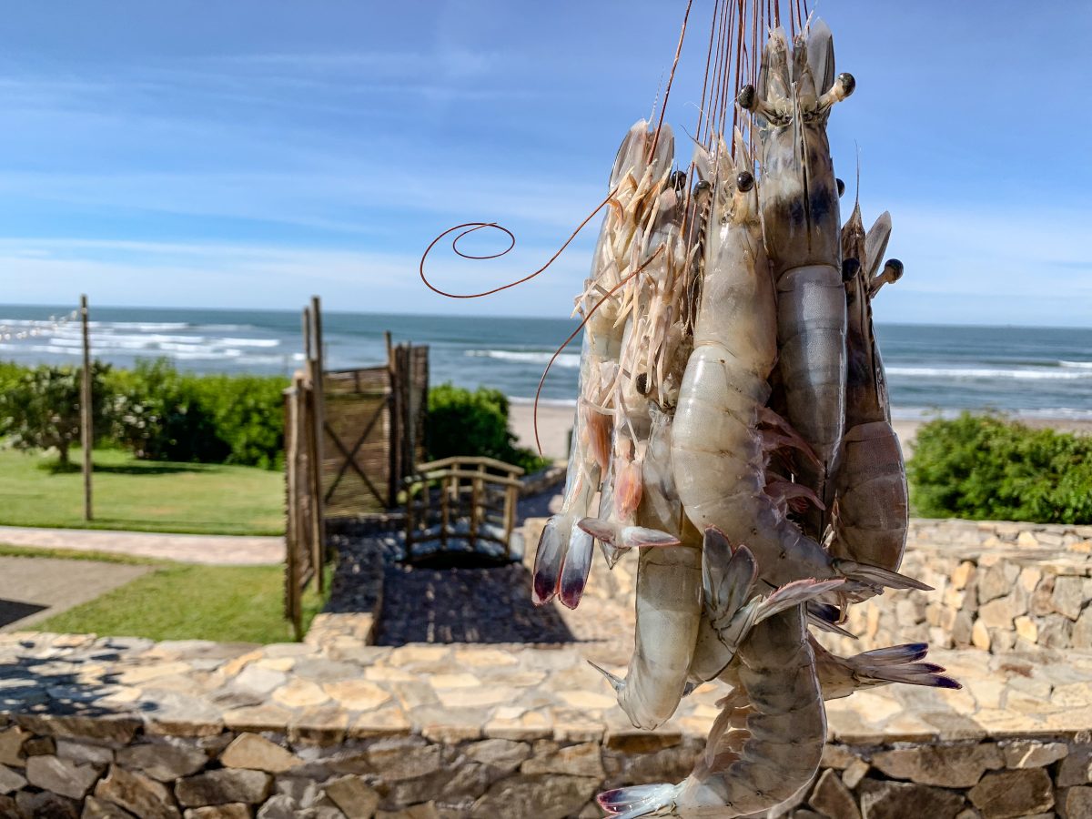 Camarón azul: un marisco sustentable y delicioso del Pacífico mexicano